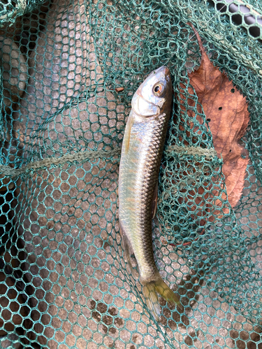 オイカワの釣果