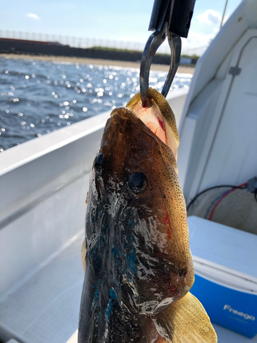 マゴチの釣果