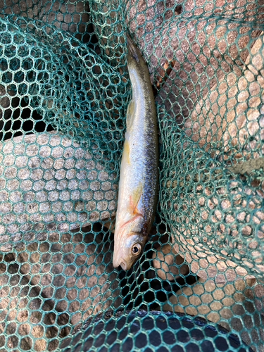 アブラハヤの釣果