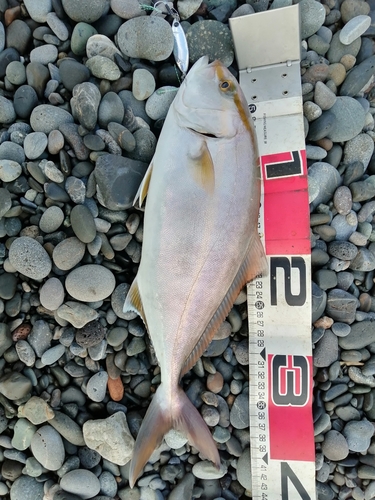 カンパチの釣果