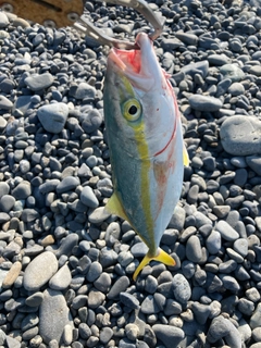 ワカシの釣果