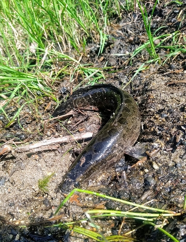 ライギョの釣果