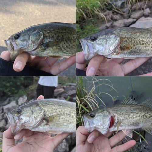 ブラックバスの釣果