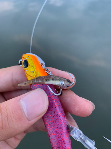 アゴハゼの釣果