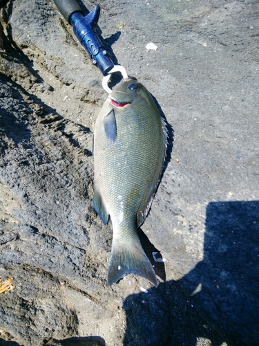 メジナの釣果