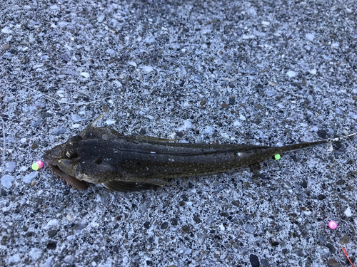 ネズミゴチの釣果