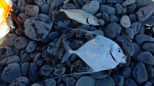 ショゴの釣果