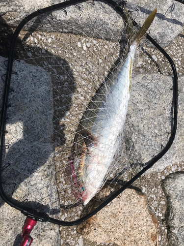 ヤズの釣果