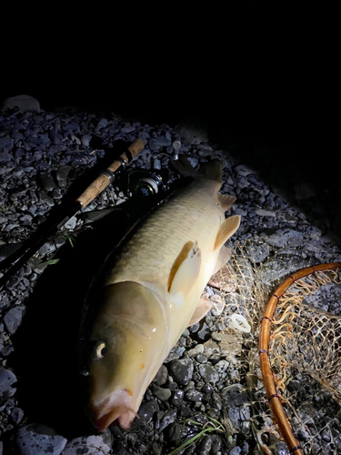 コイの釣果