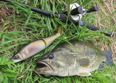 ブラックバスの釣果