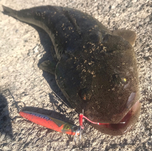 マゴチの釣果