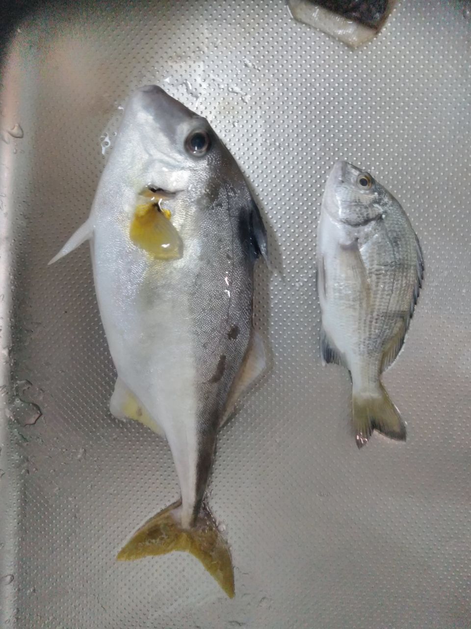 ギマ