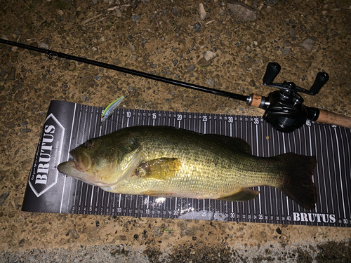 ブラックバスの釣果