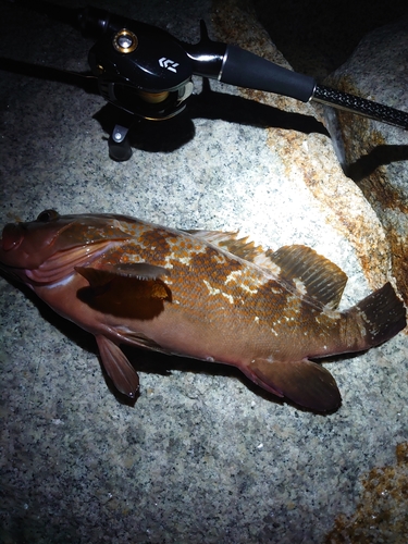 アコウの釣果