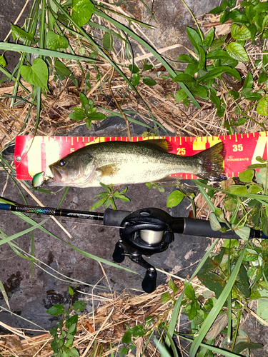 ブラックバスの釣果