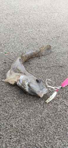 ハゼの釣果