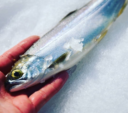 ヒメマスの釣果