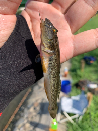 マハゼの釣果