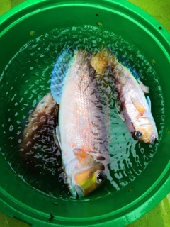 アマダイの釣果