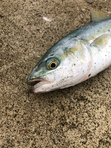 ワカシの釣果