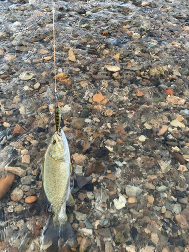 スモールマウスバスの釣果