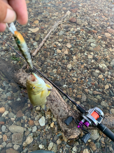 スモールマウスバスの釣果