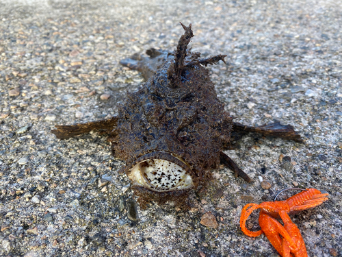 オニオコゼの釣果