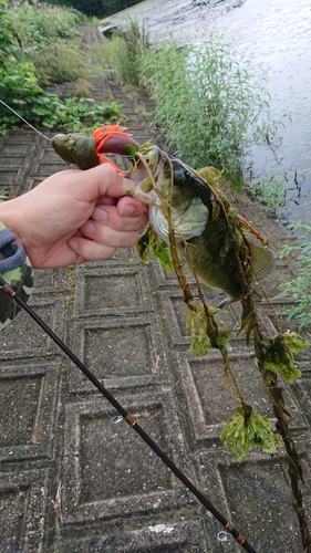 ブラックバスの釣果