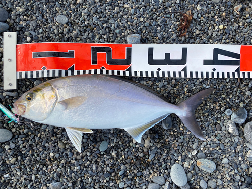 ショゴの釣果