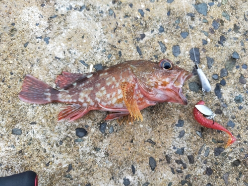 カサゴの釣果