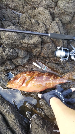 キジハタの釣果