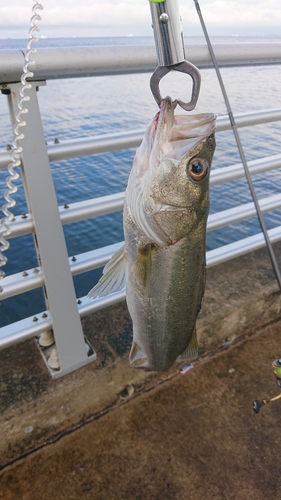 スズキの釣果