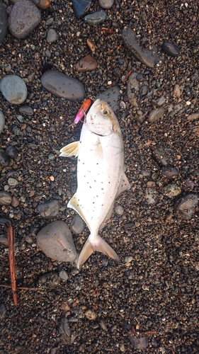 ショゴの釣果