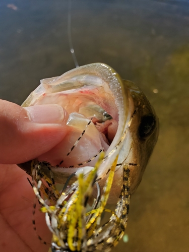 ラージマウスバスの釣果