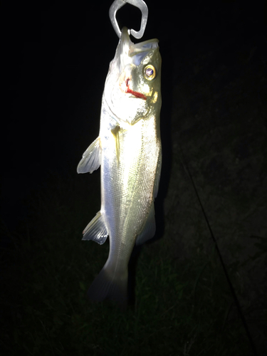 スズキの釣果