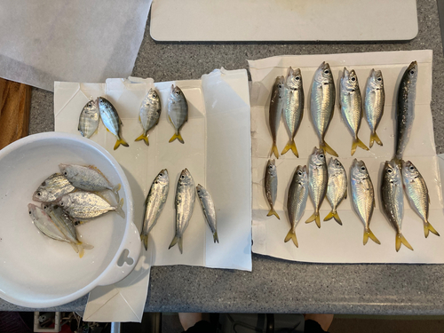 アジの釣果