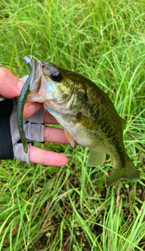 ラージマウスバスの釣果