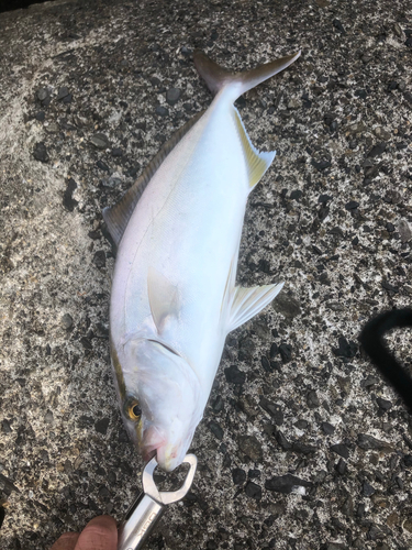 ショゴの釣果