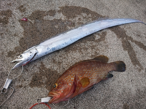 タチウオの釣果