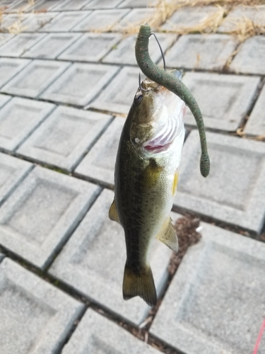 ラージマウスバスの釣果