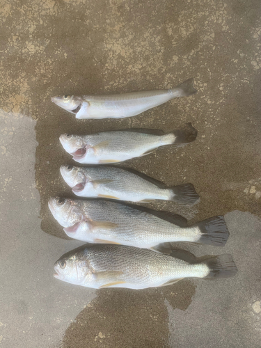 イシモチの釣果