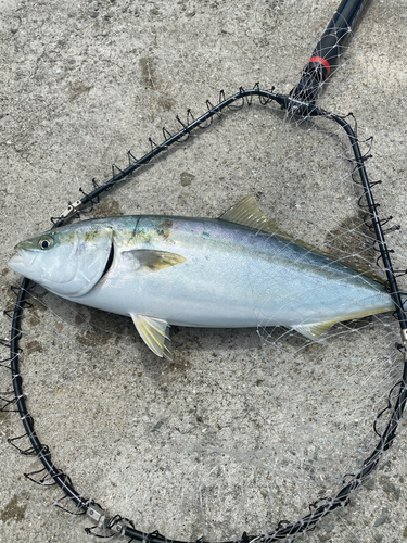 ハマチの釣果