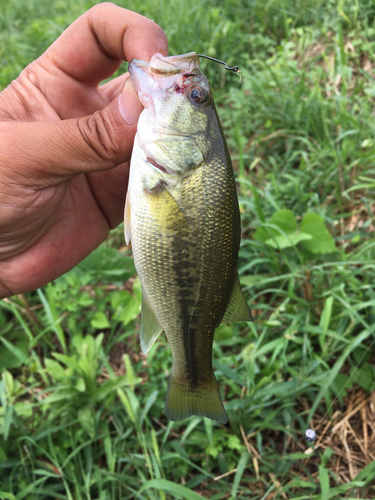 ラージマウスバスの釣果