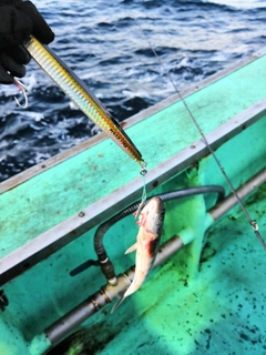 ホッケの釣果