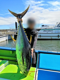 キハダマグロの釣果