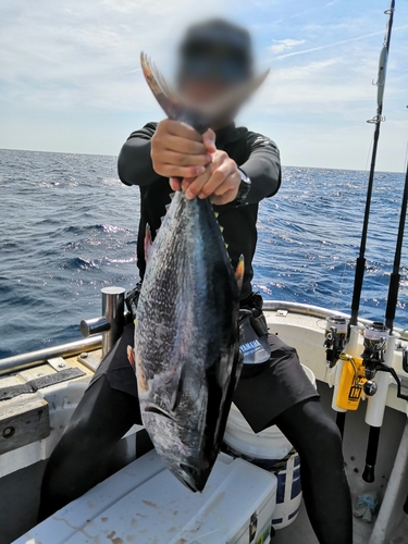 クロマグロの釣果