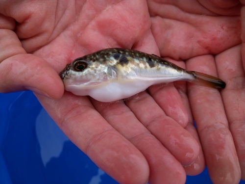 マフグの釣果