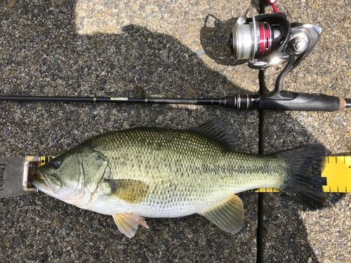 ブラックバスの釣果