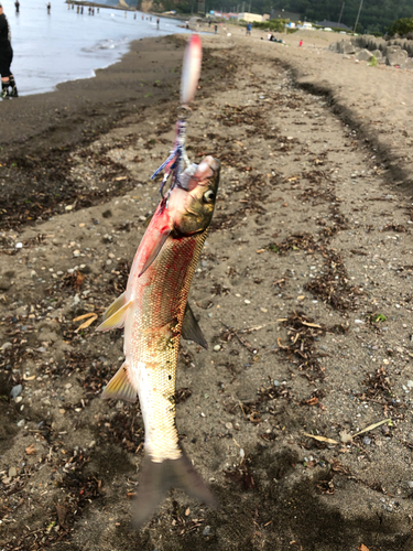 ウグイの釣果