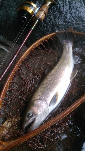 イワナの釣果